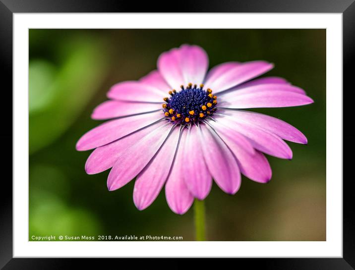 Pretty daisy Framed Mounted Print by Susan Moss