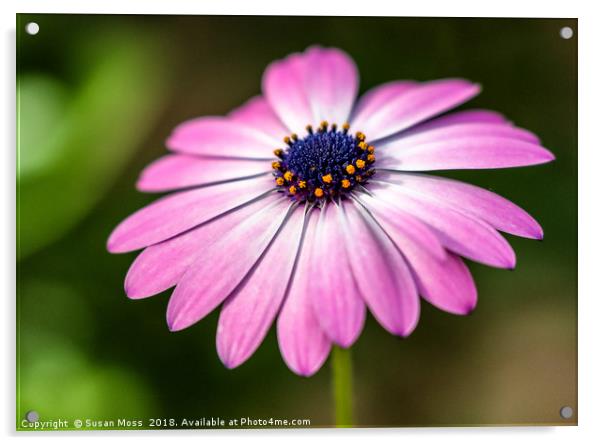 Pretty daisy Acrylic by Susan Moss