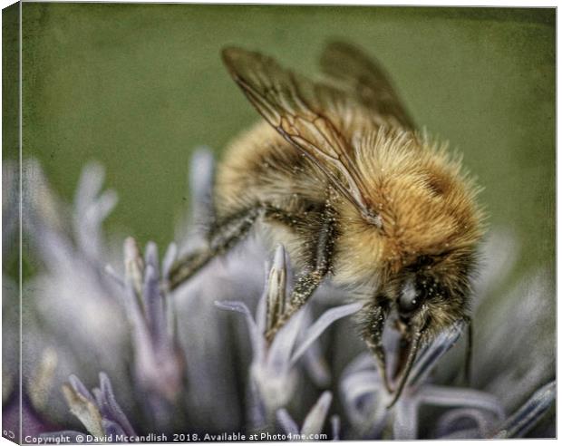 Common Carder Bee Canvas Print by David Mccandlish