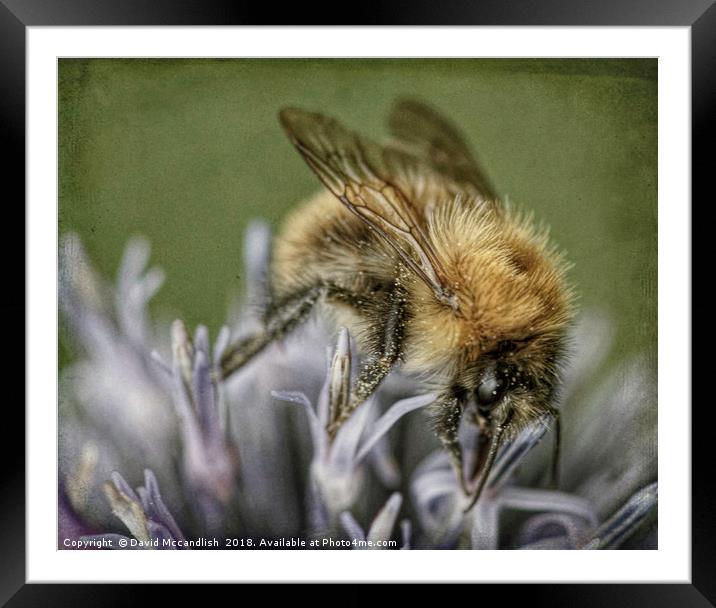 Common Carder Bee Framed Mounted Print by David Mccandlish