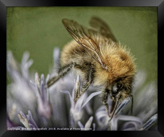 Common Carder Bee Framed Print by David Mccandlish
