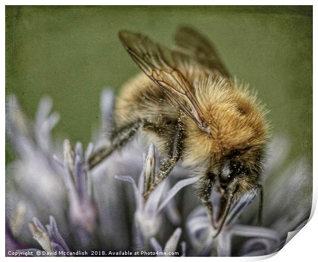 Common Carder Bee Print by David Mccandlish