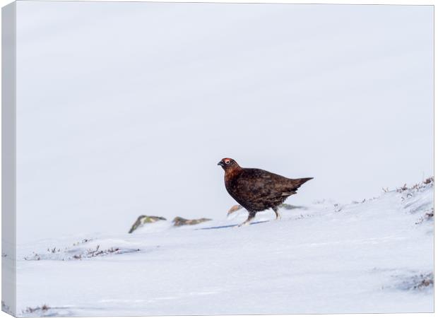 Red Grouse looking for food in snow Canvas Print by George Robertson