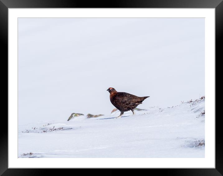 Red Grouse looking for food in snow Framed Mounted Print by George Robertson