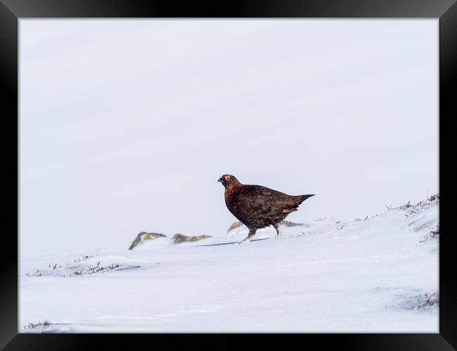 Red Grouse looking for food in snow Framed Print by George Robertson