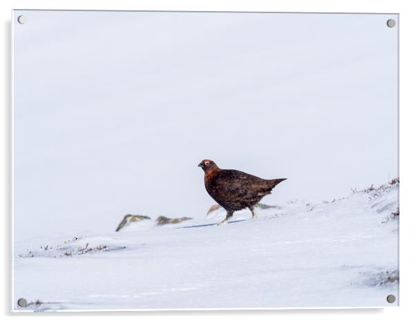 Red Grouse looking for food in snow Acrylic by George Robertson