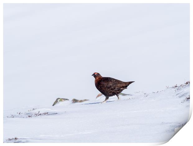 Red Grouse looking for food in snow Print by George Robertson