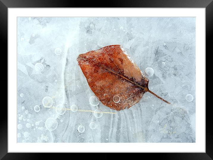 Autumn Frozen Framed Mounted Print by Mike Dawson