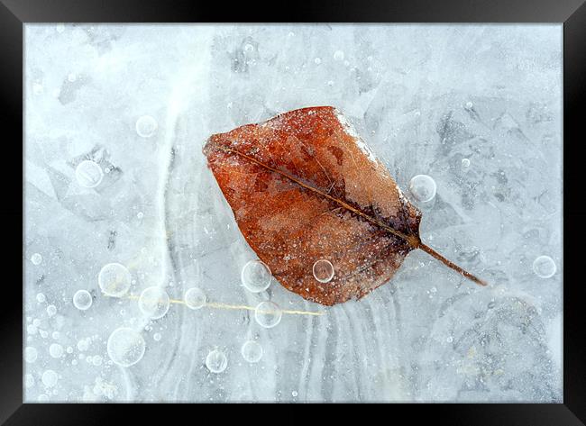Autumn Frozen Framed Print by Mike Dawson