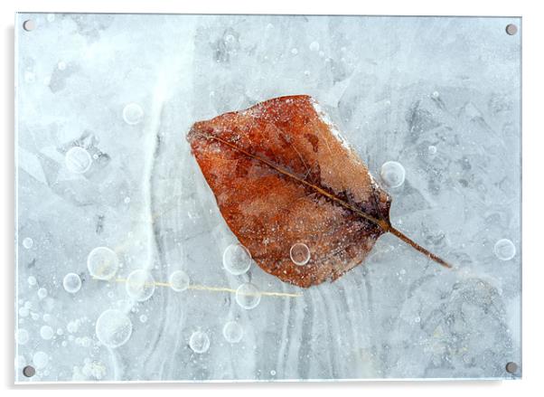 Autumn Frozen Acrylic by Mike Dawson