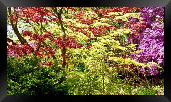 Japanese Garden    Framed Print by Victor Burnside