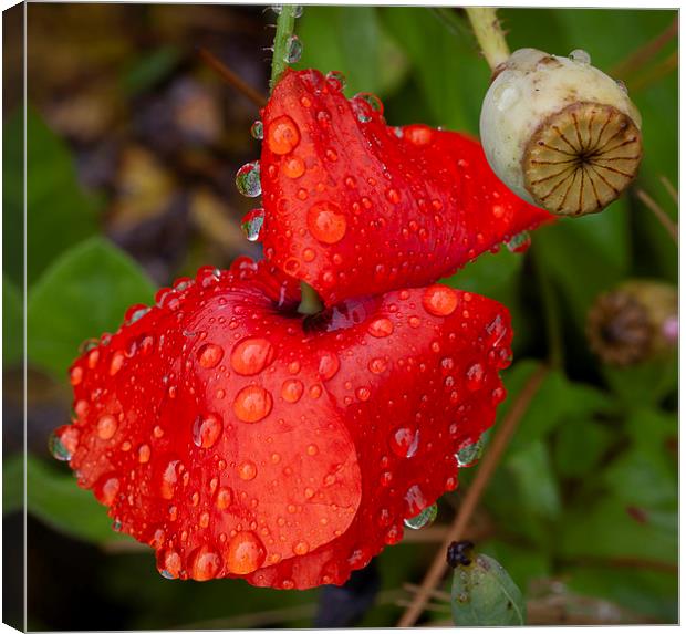 Raindrops on a Red Poppy Canvas Print by Leighton Collins