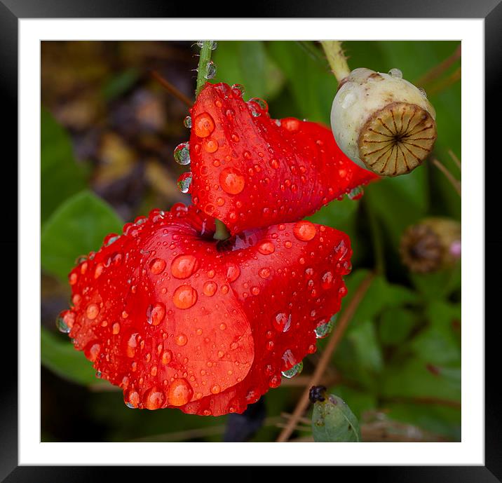 Raindrops on a Red Poppy Framed Mounted Print by Leighton Collins