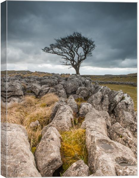 Lone tree and limestone Canvas Print by ANDREW HUDSON