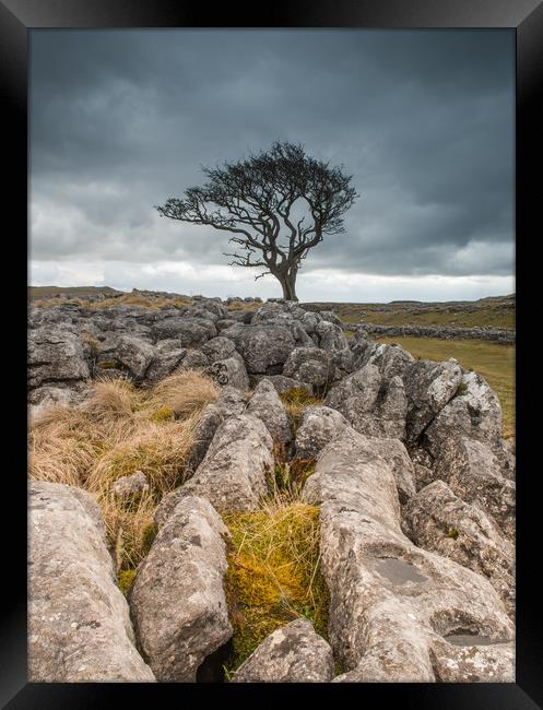 Lone tree and limestone Framed Print by ANDREW HUDSON