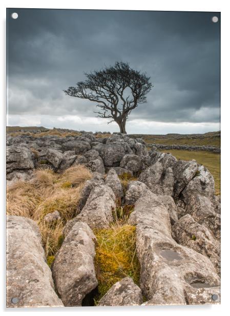 Lone tree and limestone Acrylic by ANDREW HUDSON