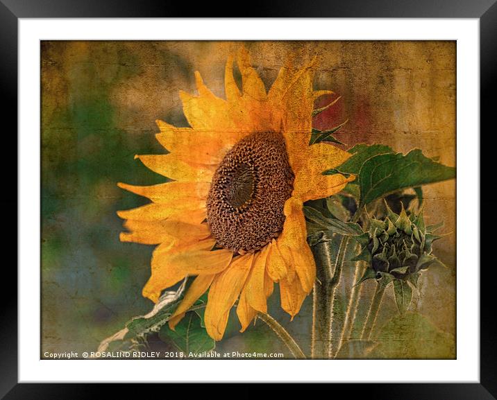 "Antique Sunflower(Helianthus) Framed Mounted Print by ROS RIDLEY