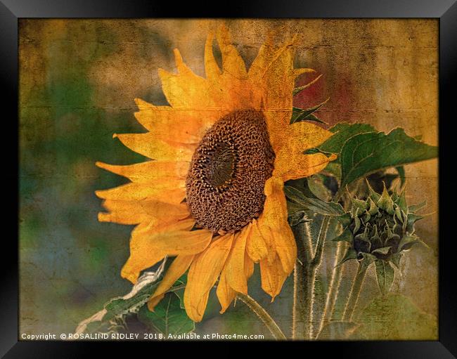 "Antique Sunflower(Helianthus) Framed Print by ROS RIDLEY
