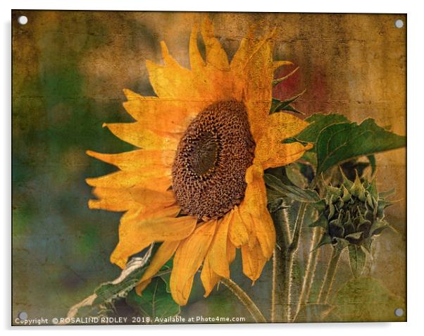 "Antique Sunflower(Helianthus) Acrylic by ROS RIDLEY