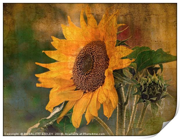 "Antique Sunflower(Helianthus) Print by ROS RIDLEY