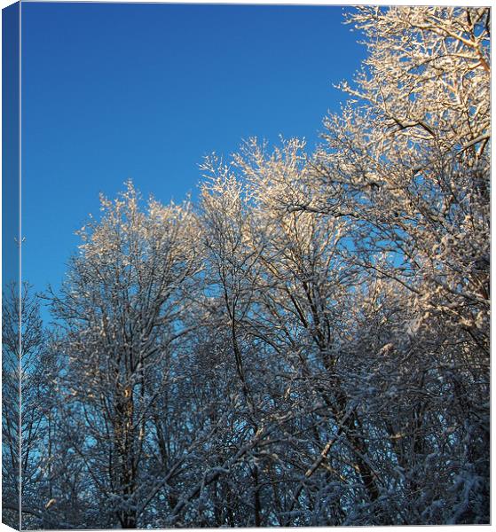 Light on Frozen Treetops Canvas Print by james balzano, jr.