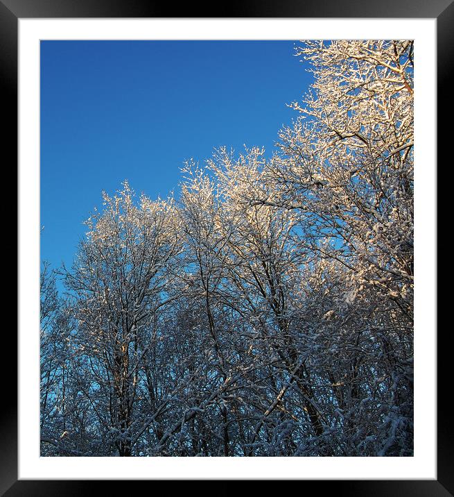 Light on Frozen Treetops Framed Mounted Print by james balzano, jr.