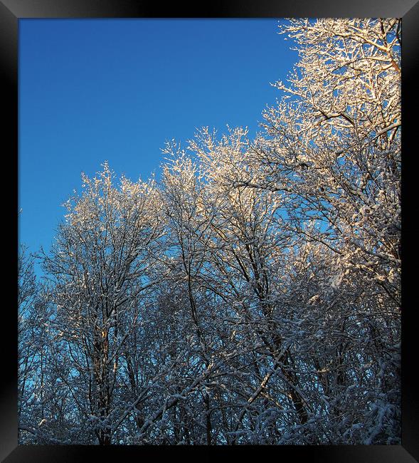 Light on Frozen Treetops Framed Print by james balzano, jr.