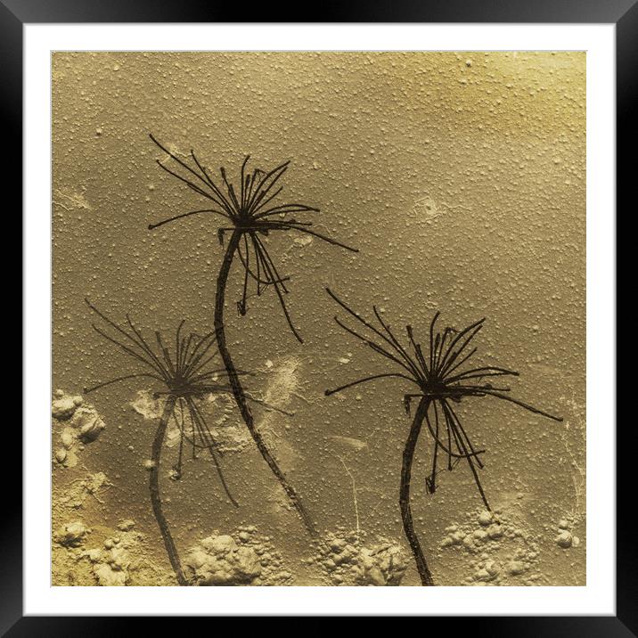 Queen Annes Lace 2 Framed Mounted Print by Steve Purnell