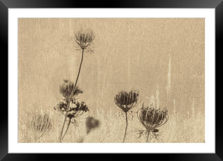 Queen Annes Lace 3 Framed Mounted Print by Steve Purnell