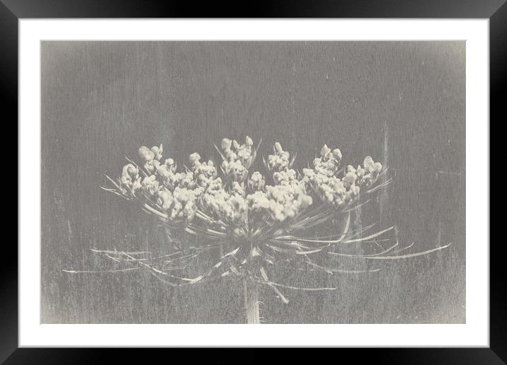 Queen Annes Lace 4 Framed Mounted Print by Steve Purnell