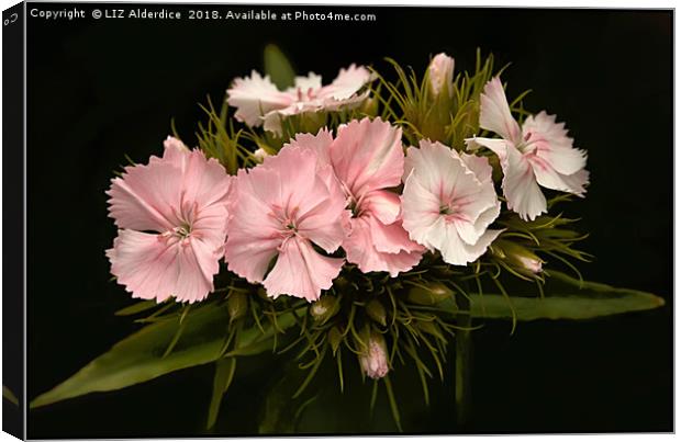 Pale Pink Dianthus on Black Canvas Print by LIZ Alderdice