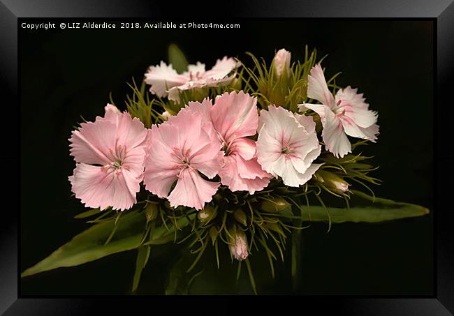 Pale Pink Dianthus on Black Framed Print by LIZ Alderdice