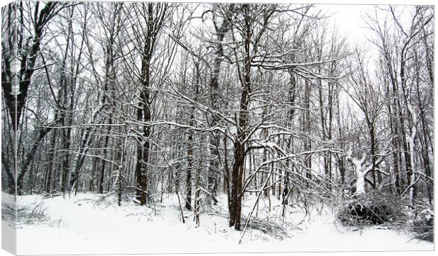 Snow in the Forest Canvas Print by james balzano, jr.