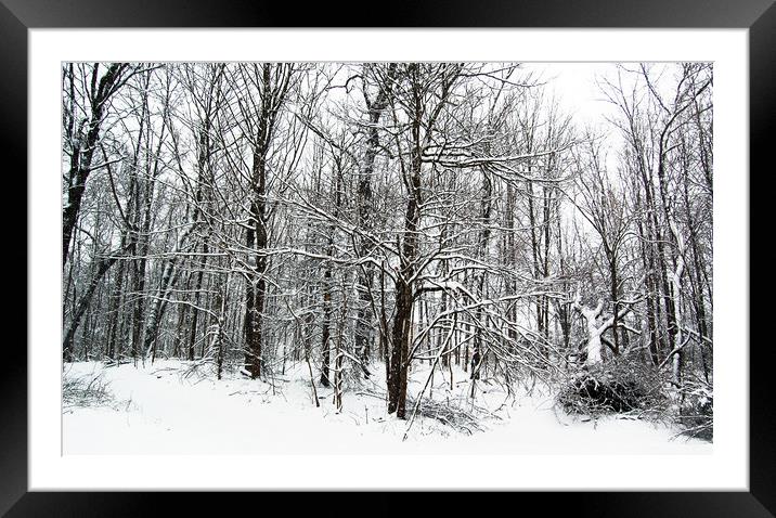 Snow in the Forest Framed Mounted Print by james balzano, jr.