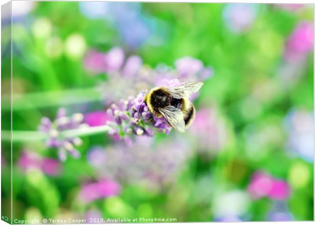 A bee tops a lavender stalk Canvas Print by Teresa Cooper