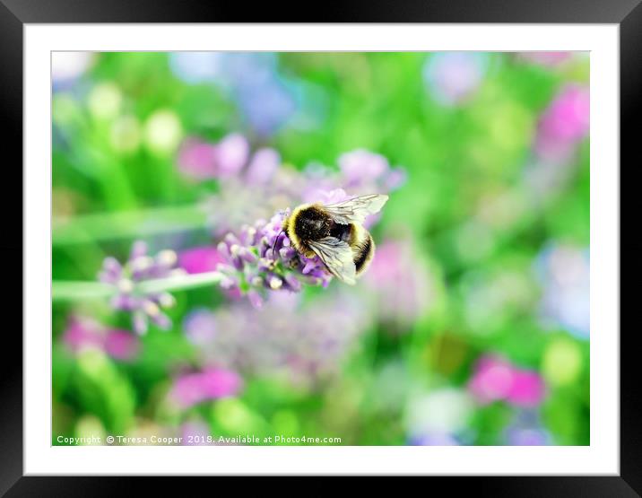 A bee tops a lavender stalk Framed Mounted Print by Teresa Cooper