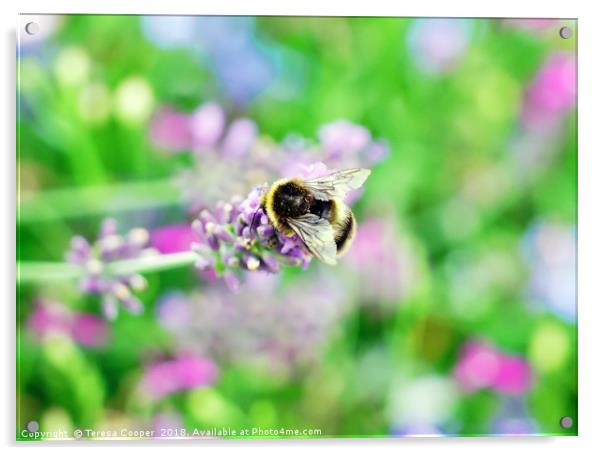 A bee tops a lavender stalk Acrylic by Teresa Cooper