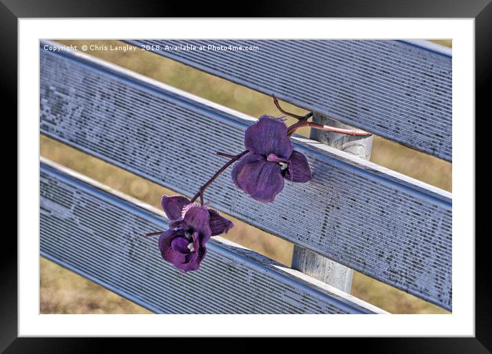 Silk Flower Memorial in the Fraser Valley, British Framed Mounted Print by Chris Langley
