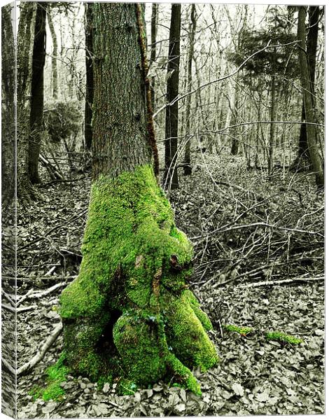 Tree and Moss Canvas Print by Susie Hawkins