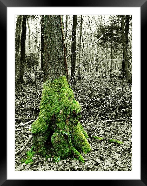 Tree and Moss Framed Mounted Print by Susie Hawkins
