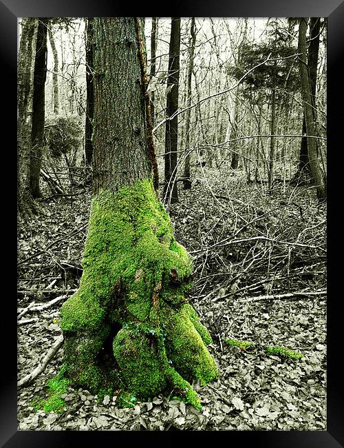 Tree and Moss Framed Print by Susie Hawkins