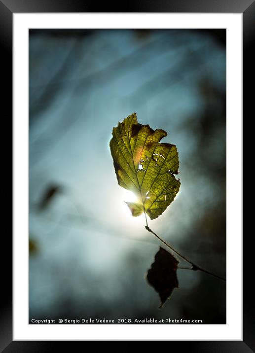 Leaf in autumn Framed Mounted Print by Sergio Delle Vedove