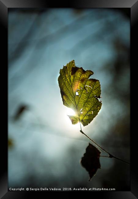 Leaf in autumn Framed Print by Sergio Delle Vedove