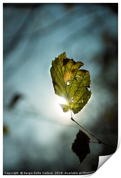 Leaf in autumn Print by Sergio Delle Vedove