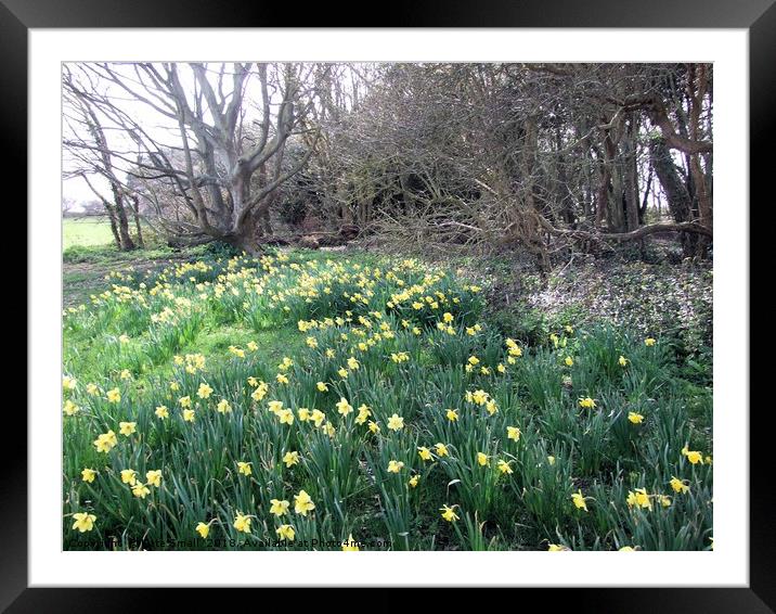 Daffodil Woods Framed Mounted Print by Kate Small