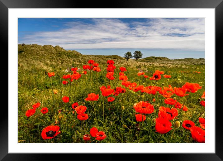The floral beauty of Bamburgh Framed Mounted Print by Naylor's Photography