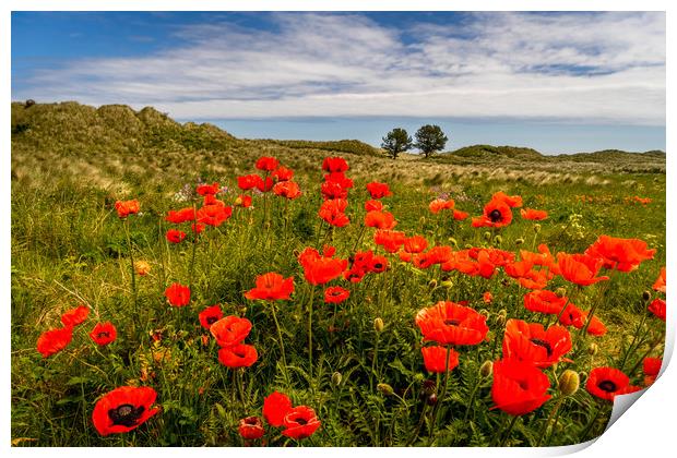 The floral beauty of Bamburgh Print by Naylor's Photography