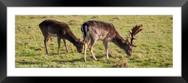 Follow me deer Framed Mounted Print by PAUL OLBISON