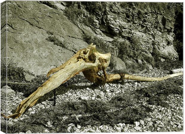 Driftwood Bird Canvas Print by Susie Hawkins