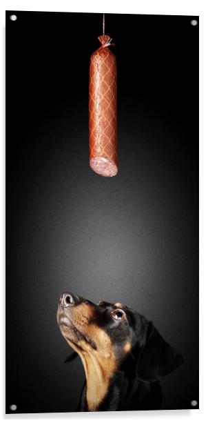 Dachshund looking up at salami Acrylic by Johan Swanepoel